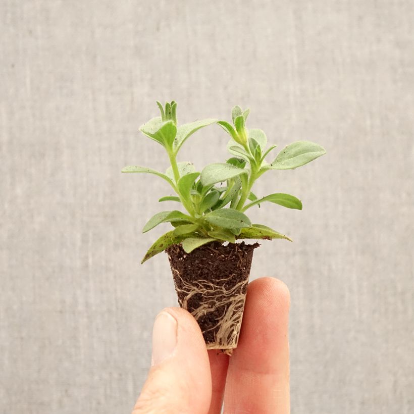 Petunia Bee's Knees Plug plant 3/4cm sample as delivered in spring