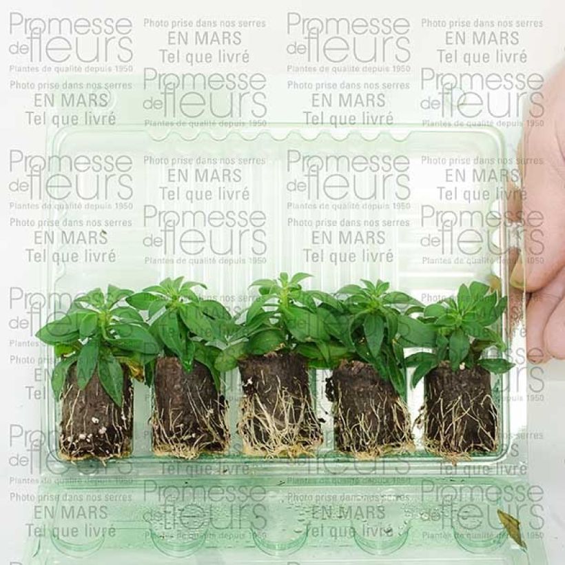 Example of Calibrachoa hybrida Million Bells Cracking Fire - Trailing Petunia Plug plant 3/4cm specimen as delivered