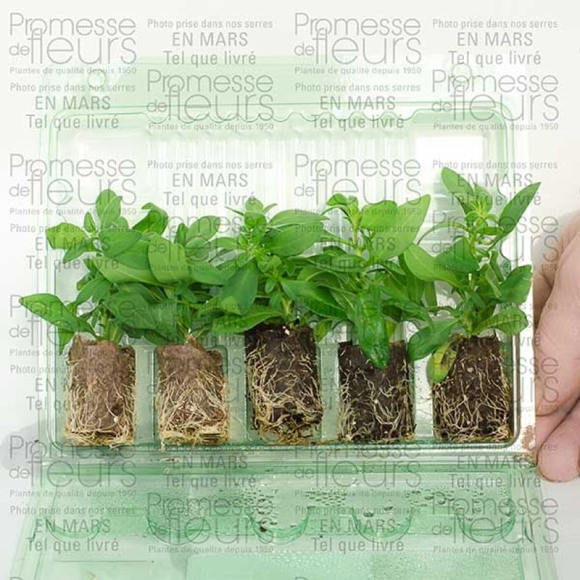 Example of Calibrachoa hybrida Million Bells Lemon - Trailing Petunia Plug plant 3/4cm specimen as delivered