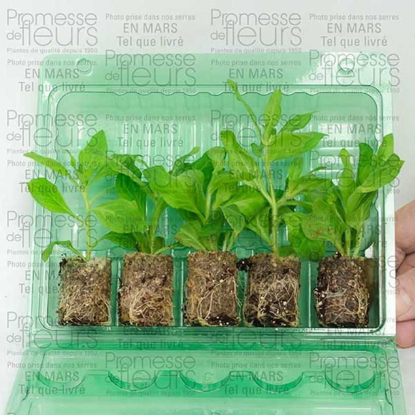 Example of Petunia  hybrida Pretty Much Picasso Plug plant 3/4cm specimen as delivered