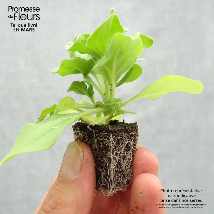 Petunia Splash Dance Fuchsia Flamenco Plug plant 3/4cm sample as delivered in spring