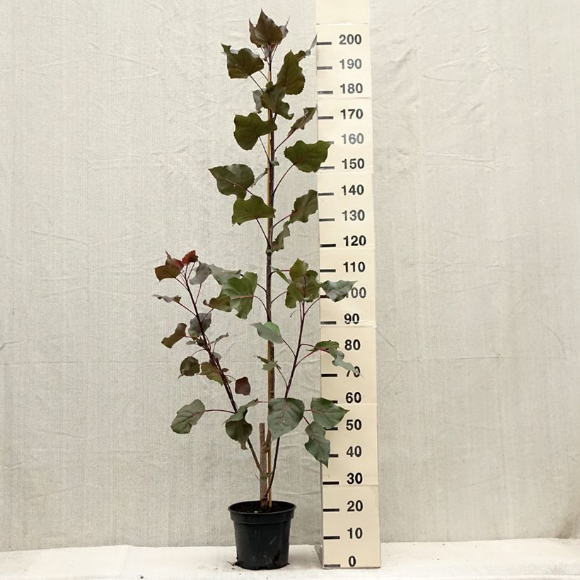 Populus deltoides Fuego - Eastern Cottonwood 7.5L/10L pot sample as delivered in summer