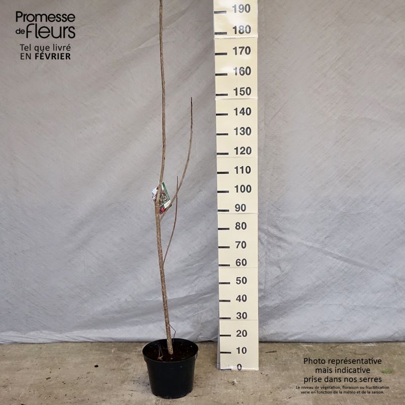Populus deltoides Purple Tower - Eastern Cottonwood 7.5L/10L pot sample as delivered in winter