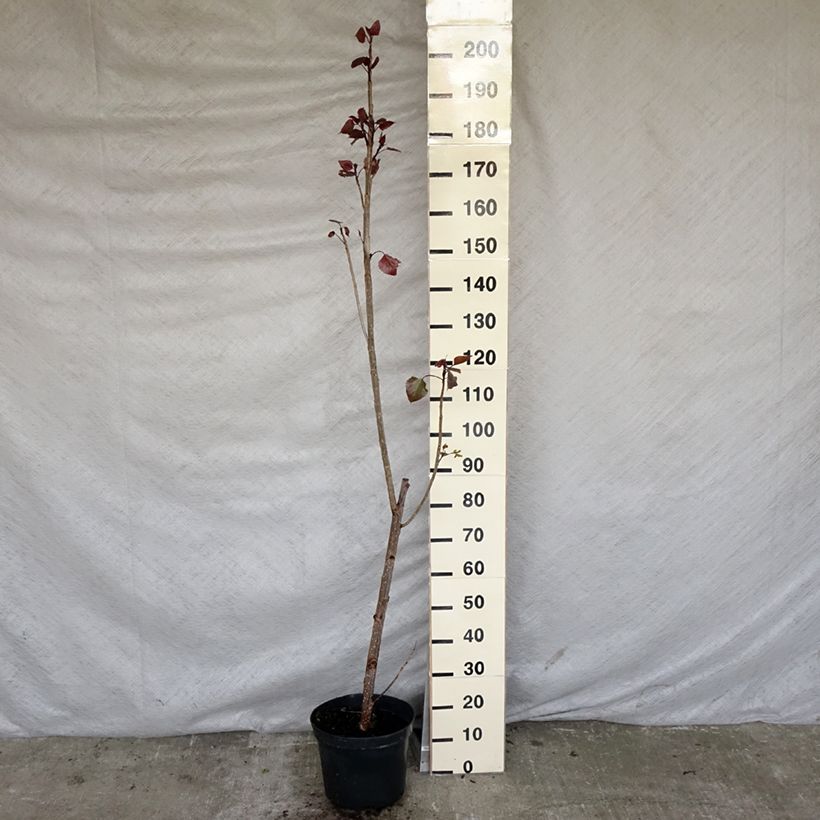Populus deltoides Purple Tower - Eastern Cottonwood 7.5L/10L pot sample as delivered in spring