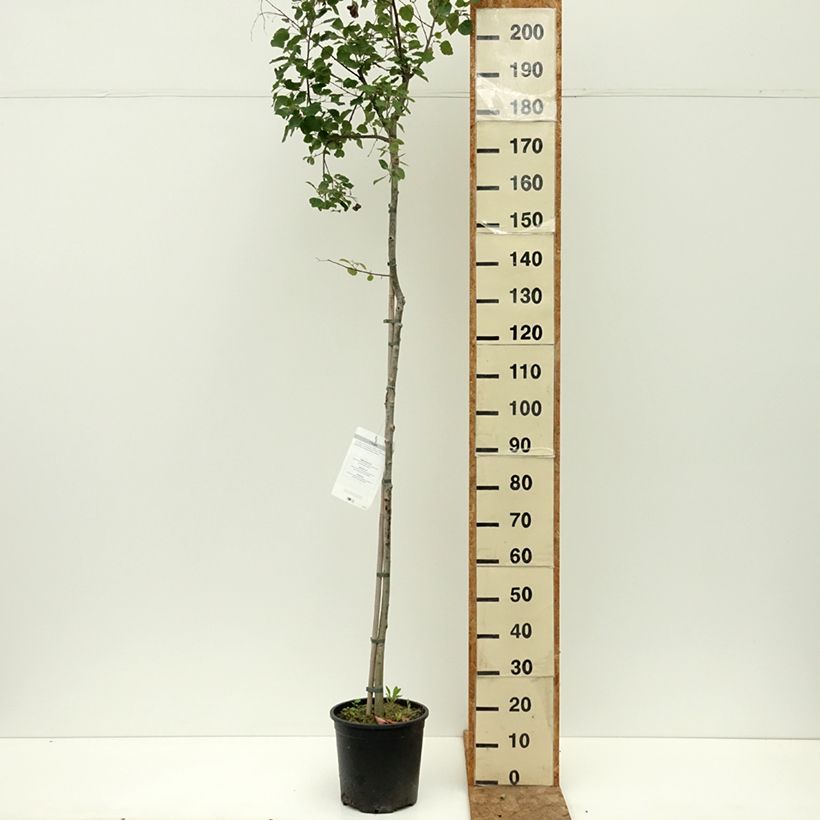 Populus tremula - Aspen 7.5L/10L pot sample as delivered in summer