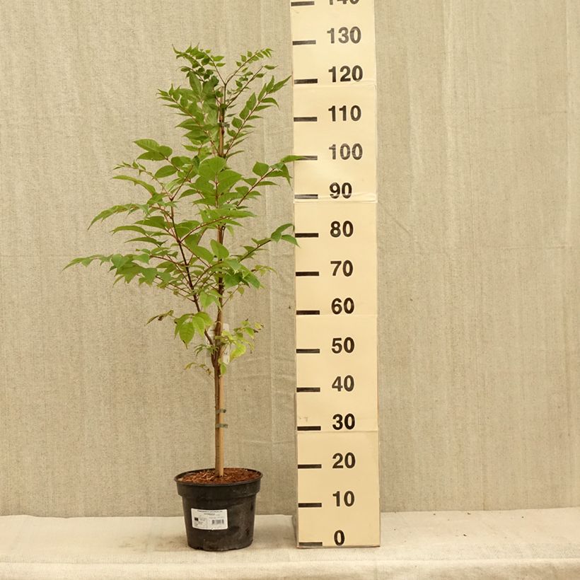 Phellodendron amurense 4L/5L pot sample as delivered in summer