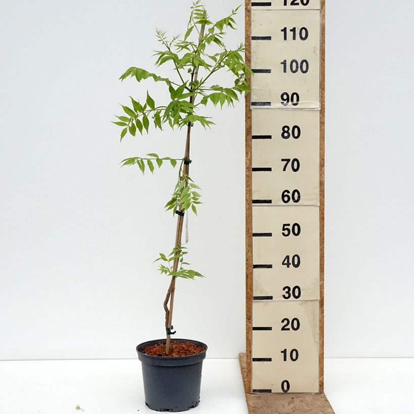 Phellodendron amurense 4L/5L pot sample as delivered in spring