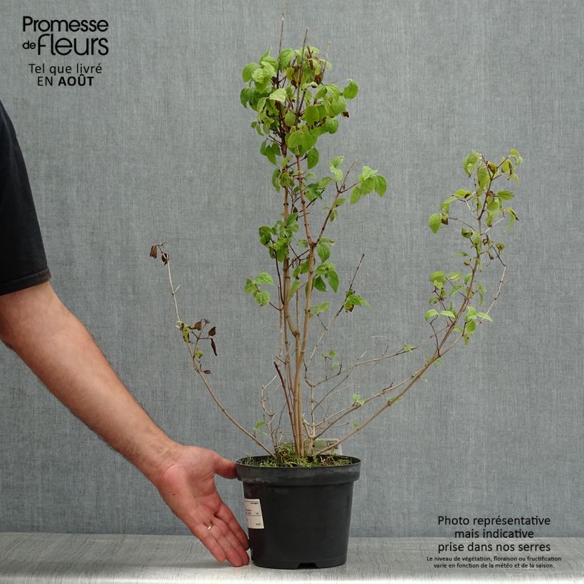 Philadelphus Bouquet Blanc - Mock Orange 2L/3L pot sample as delivered in summer