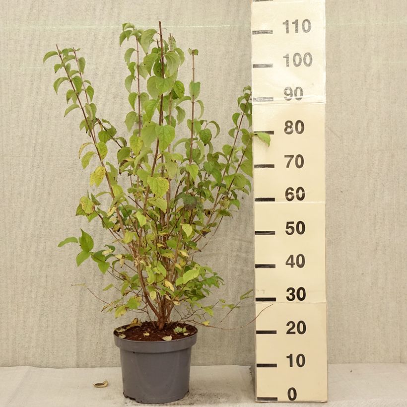 Philadelphus Bouquet Blanc - Mock Orange 7.5L/10L pot sample as delivered in autumn