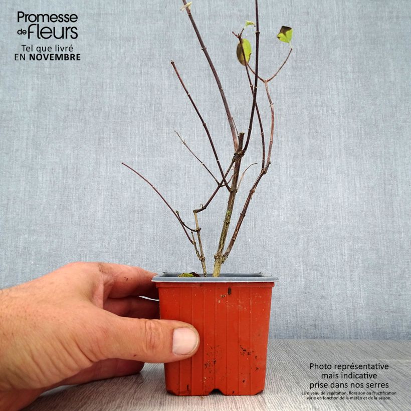 Philadelphus coronarius - Mock Orange 8/9 cm pot sample as delivered in autumn
