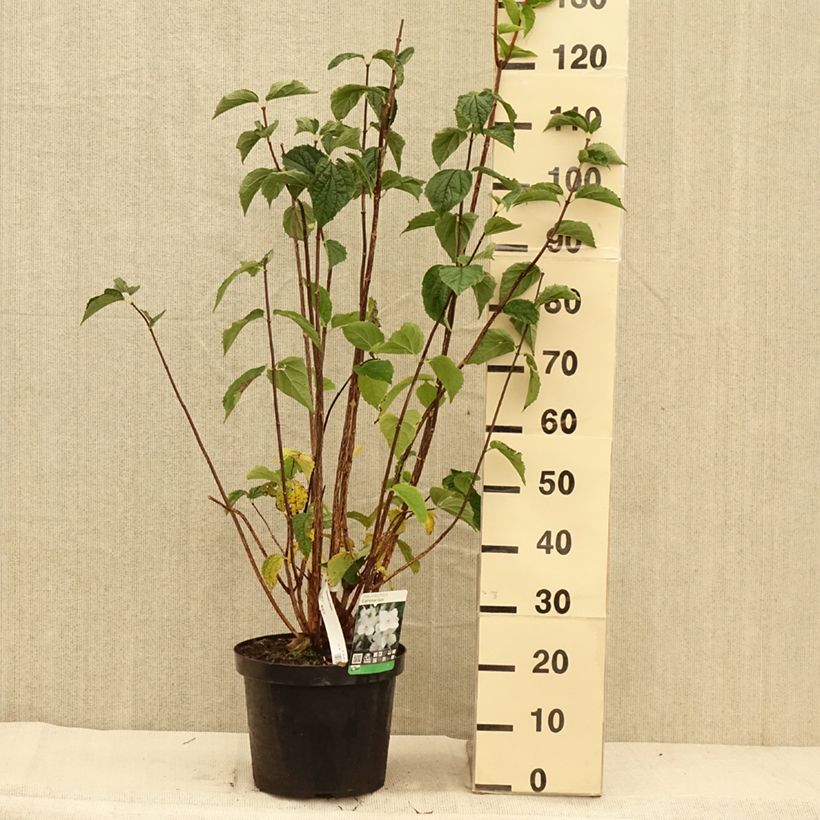 Philadelphus coronarius - Mock Orange 4L/5L pot sample as delivered in autumn