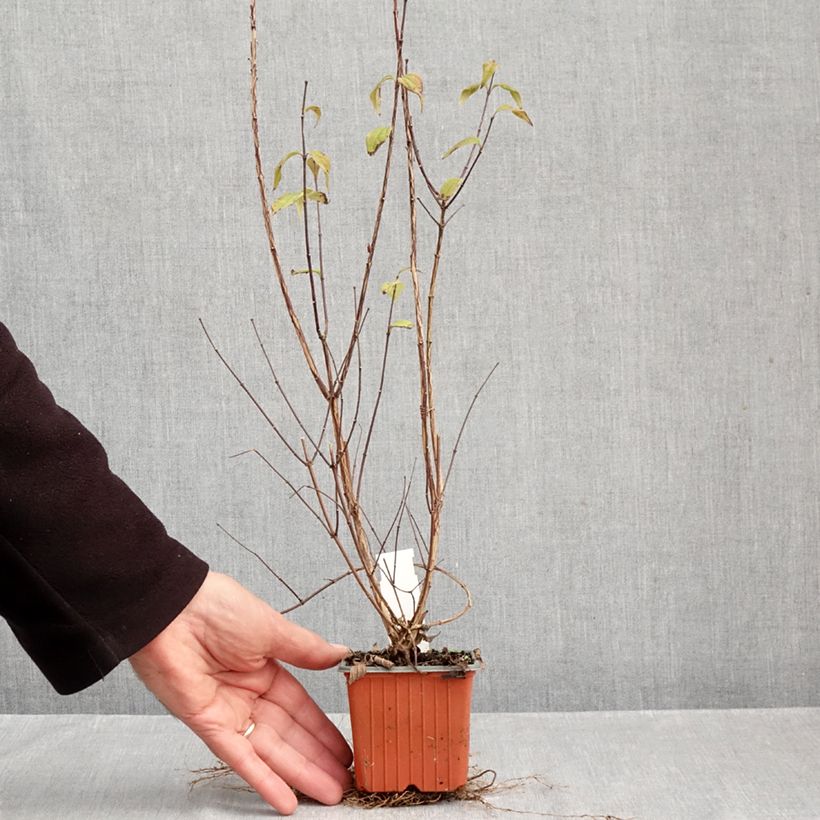 Philadelphus Dame Blanche - Mock Orange 8/9 cm pot sample as delivered in autumn