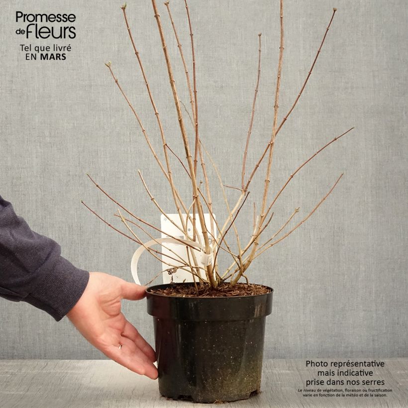 Philadelphus (x) virginalis Minnesota Snowflake 2L/3L pot sample as delivered in spring