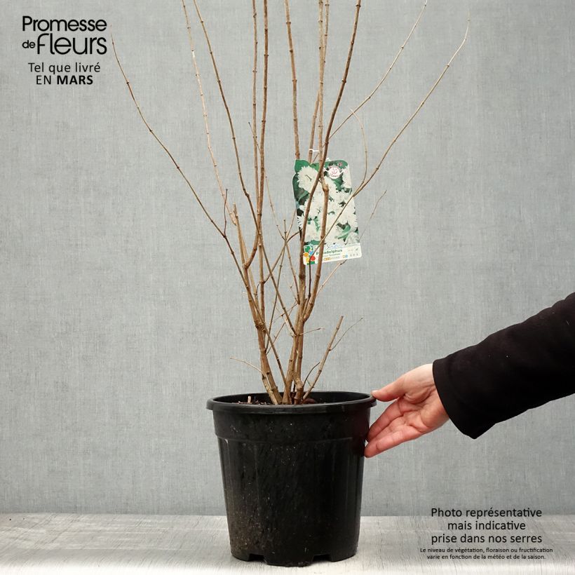 Philadelphus (x) virginalis Minnesota Snowflake 7.5L/10L pot sample as delivered in spring