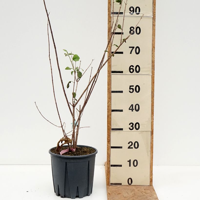 Philadelphus Virginal - Mock Orange 7.5L/10L pot sample as delivered in autumn