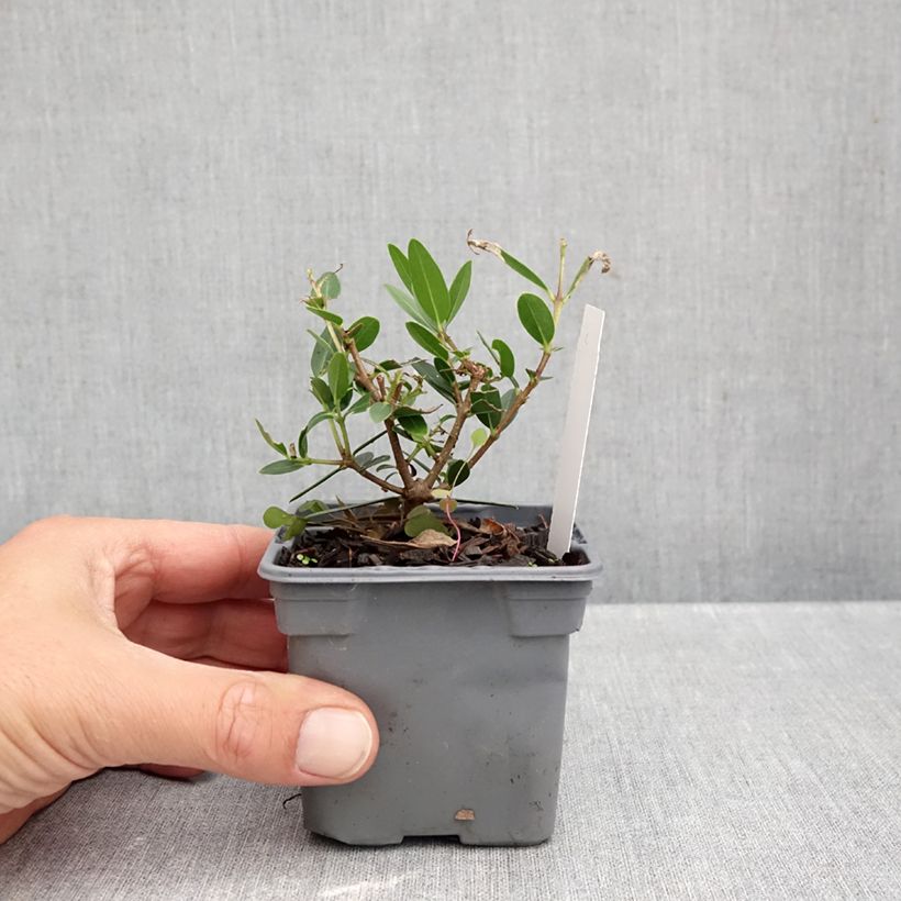 Phillyrea angustifolia GreenQuick 8/9 cm pot sample as delivered in autumn