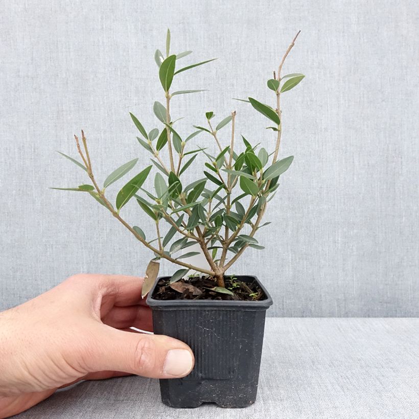 Phillyrea angustifolia GreenQuick 8/9 cm pot sample as delivered in spring