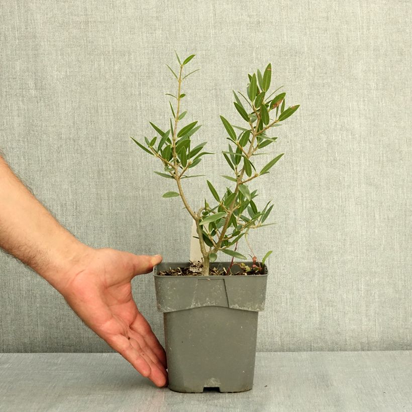 Phillyrea angustifolia GreenQuick 2L/3L pot sample as delivered in summer