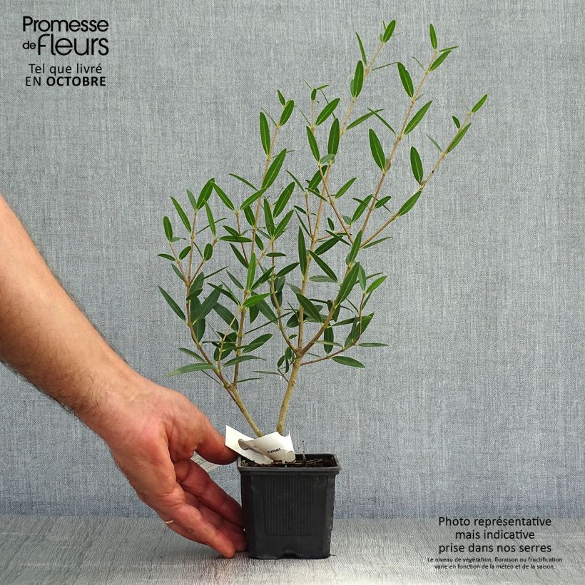 Phillyrea Rosmarinifolia - Mock Privet 8/9 cm pot sample as delivered in autumn
