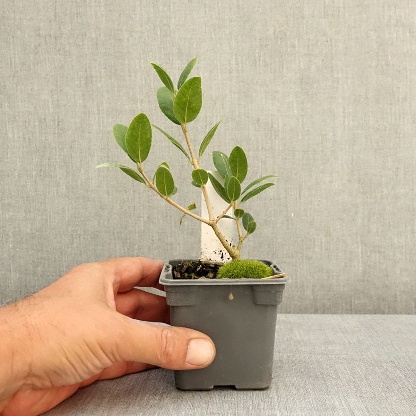 Phillyrea latifolia - Green Olive Tree 8/9 cm pot sample as delivered in summer