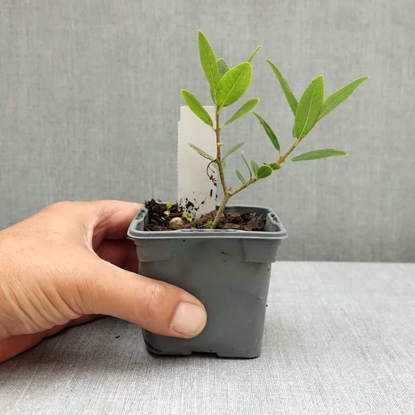 Phillyrea latifolia - Green Olive Tree 8/9 cm pot sample as delivered in spring