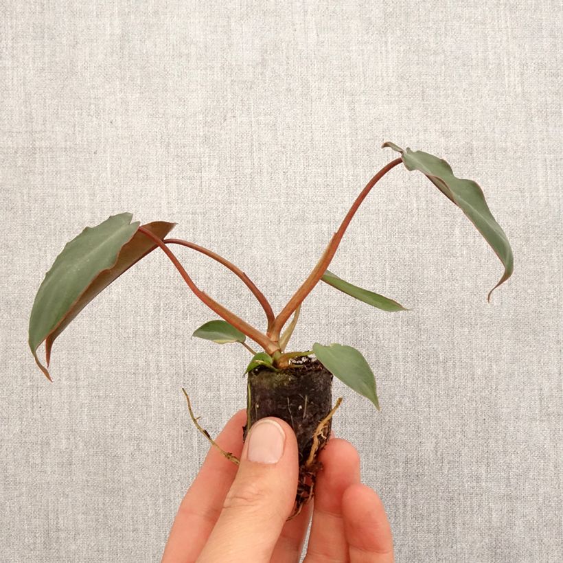 Philodendron billietiae x atabapoense Mini-plante sample as delivered in spring