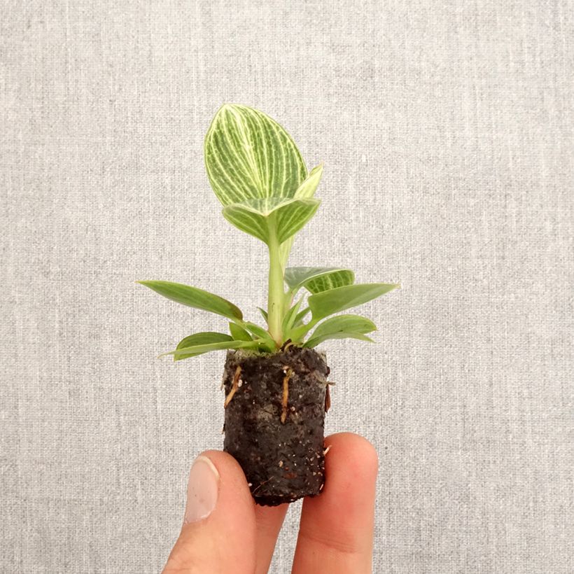 Philodendron Birkin Ribbon - Philodendron White Wave Mini-plante sample as delivered in spring
