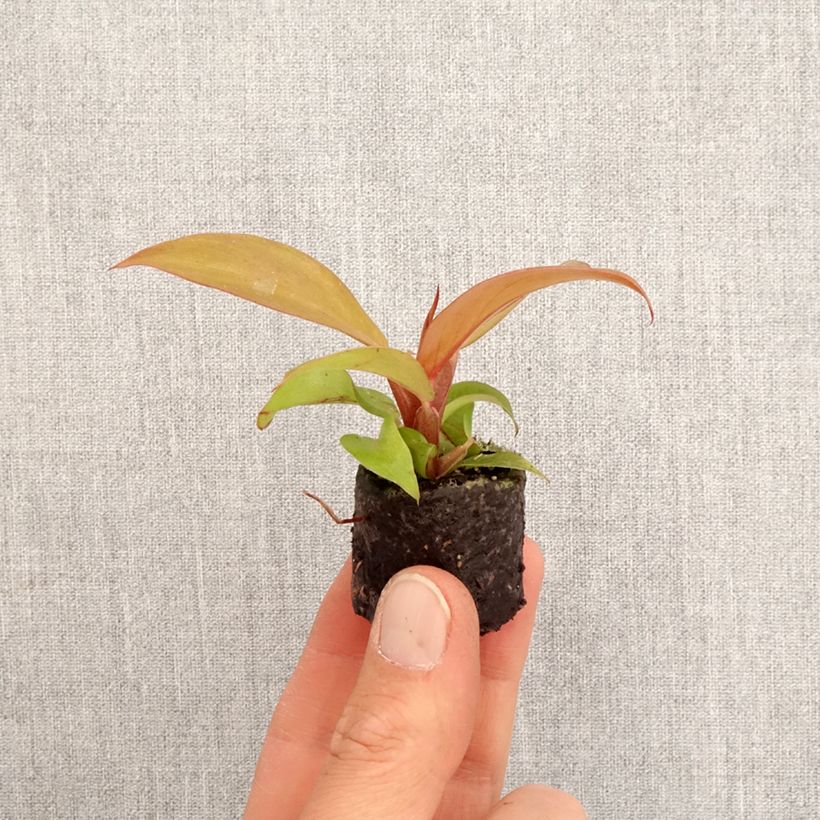 Philodendron x erubescens Cherry Red Mini-plante sample as delivered in spring