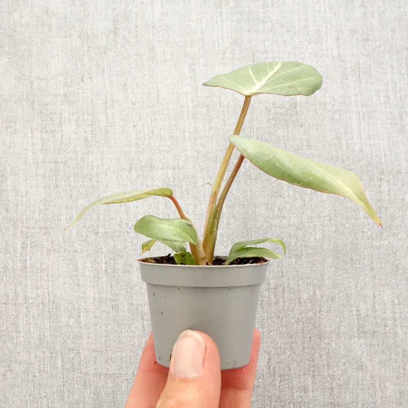 Philodendron gloriosum mini plant sample as delivered in spring