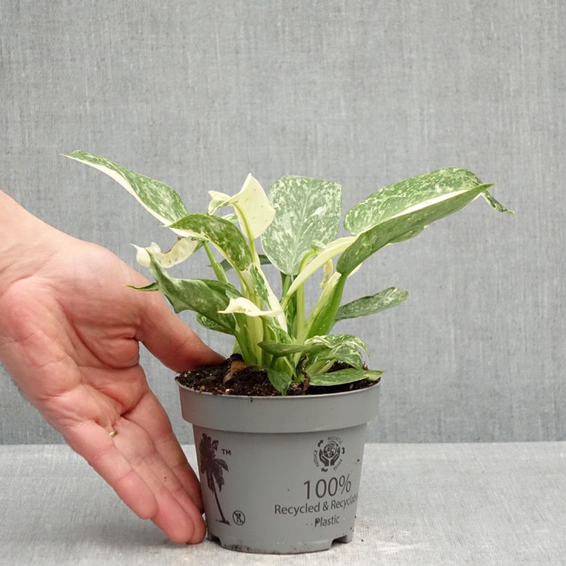 Philodendron Jose Buono 12cm pot sample as delivered in spring