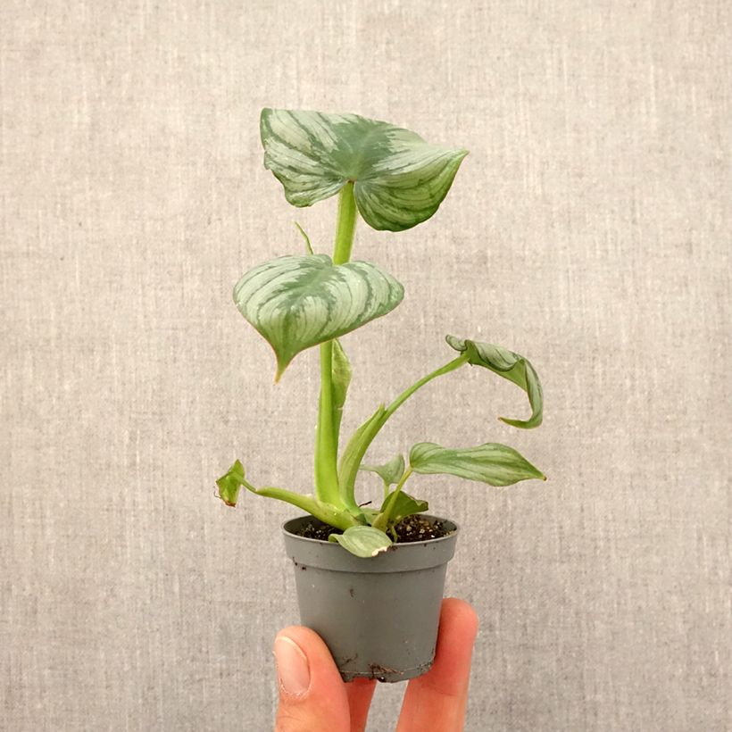 Philodendron gloriosum x pastazanum McDowell  Mini-plante sample as delivered in spring