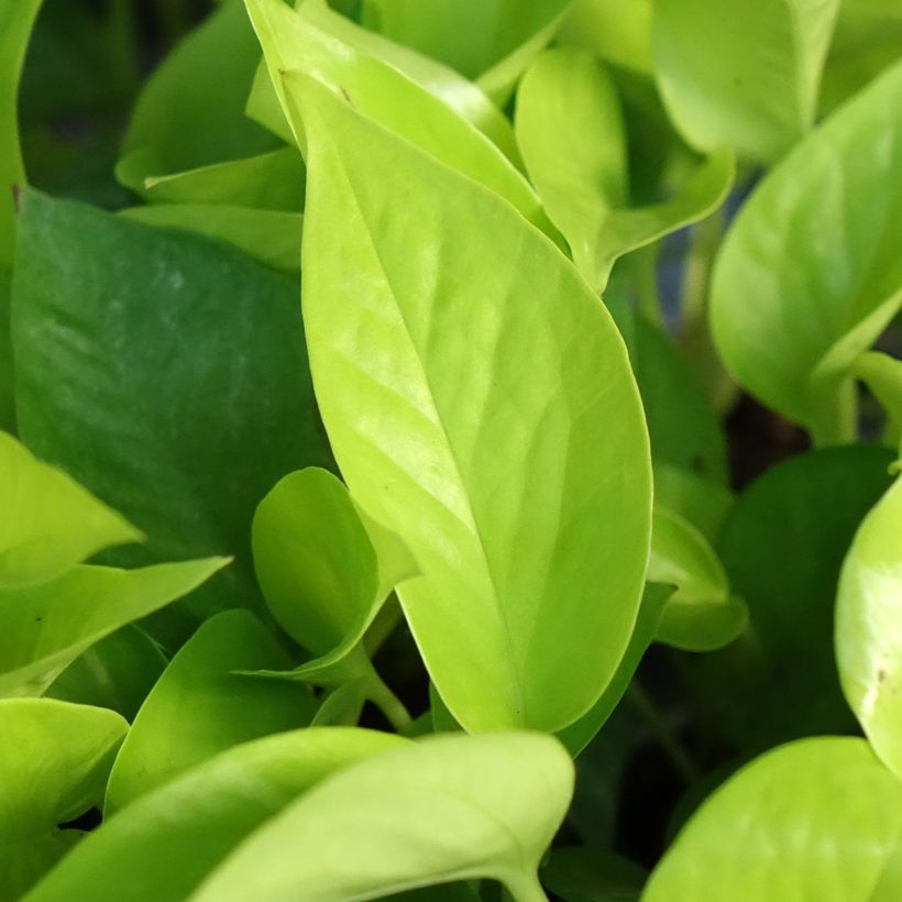 Philodendron Neon (Foliage)