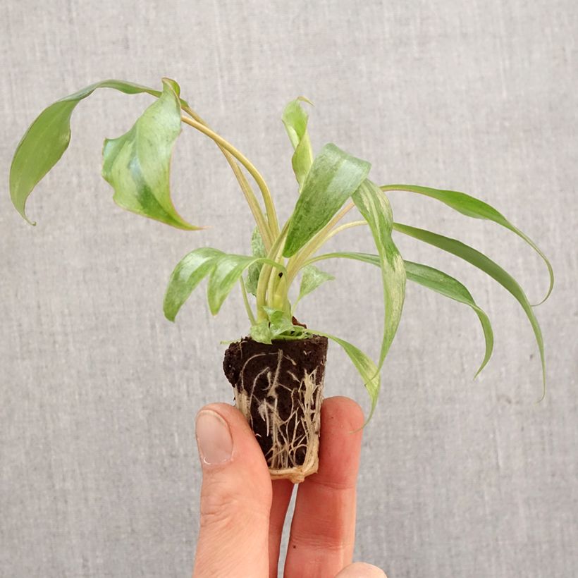 Philodendron Paraiso Verde Mini-plante sample as delivered in spring