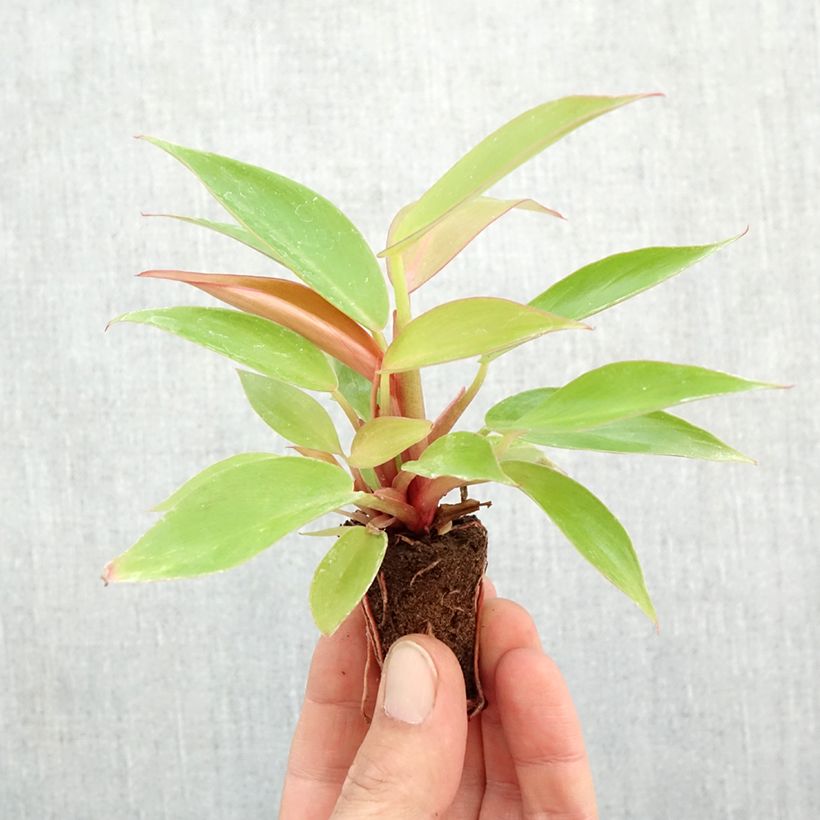 Philodendron erubescens Prince of Orange  Mini-plante sample as delivered in autumn