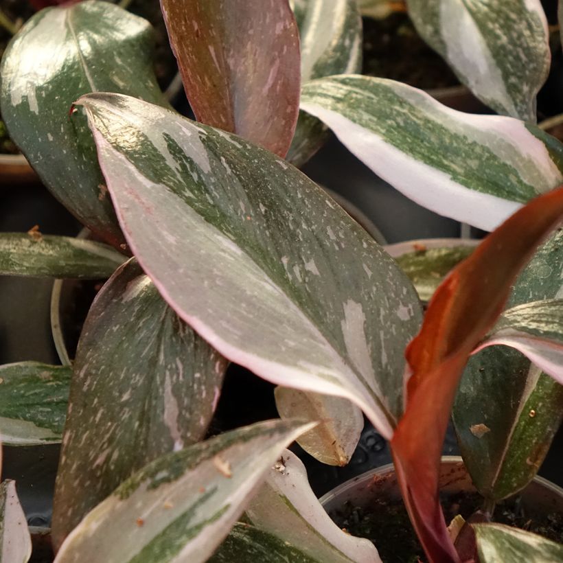 Philodendron Red Anderson (Foliage)