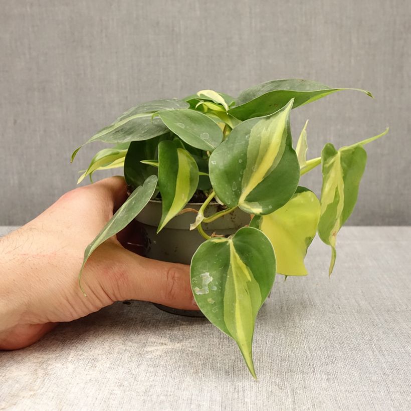 Philodendron scandens - Heartleaf philodendron 10cm/11cm pot sample as delivered in spring