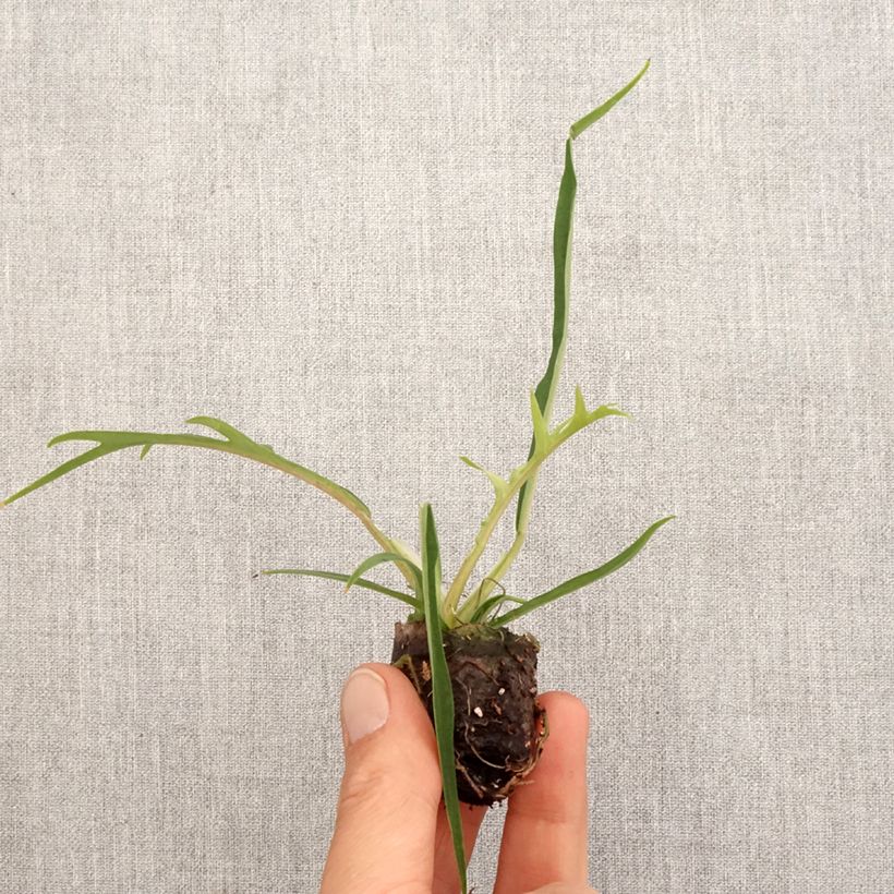 Philodendron tortum Mini-plante sample as delivered in spring