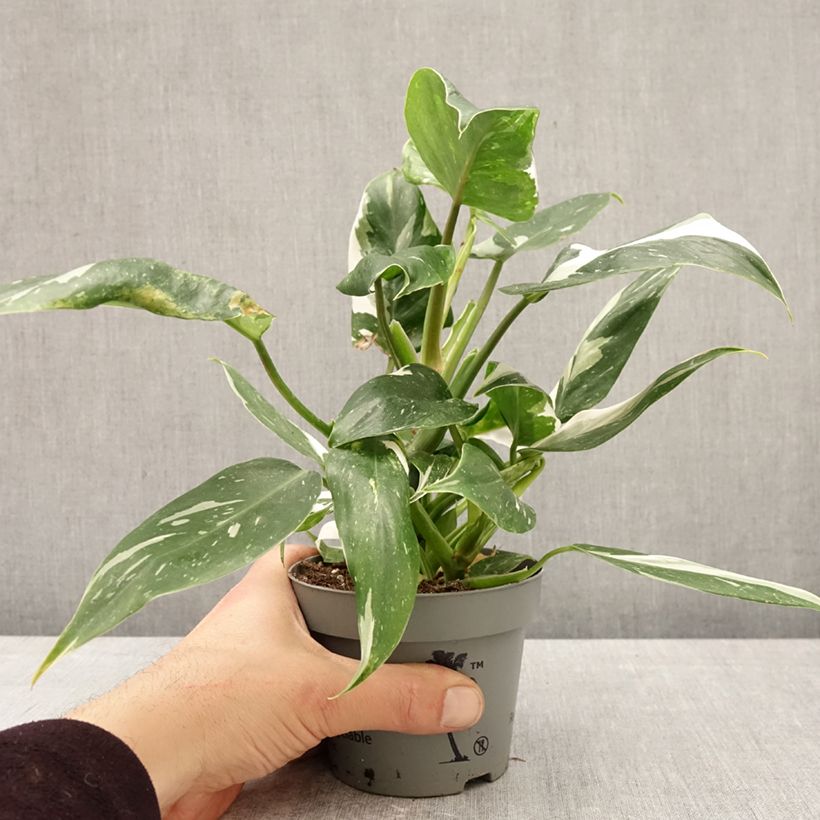 Philodendron x erubescens White Wizard 12cm pot sample as delivered in spring