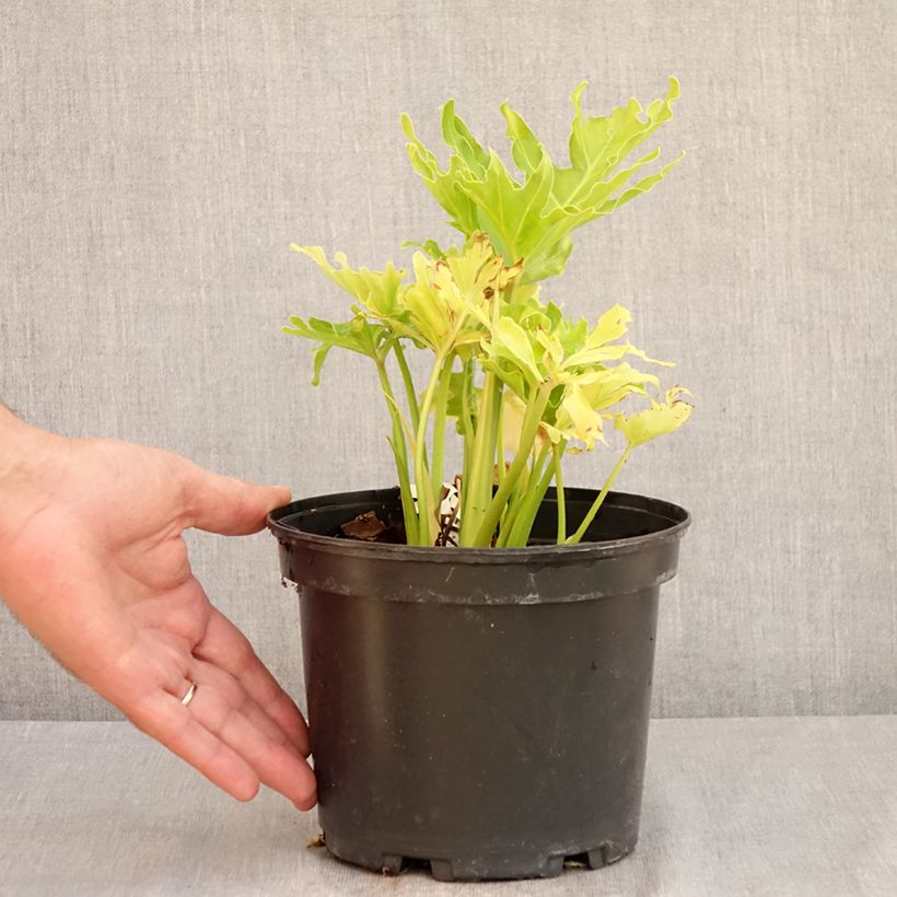 Philodendron xanadu Hope 2L/3L pot sample as delivered in summer