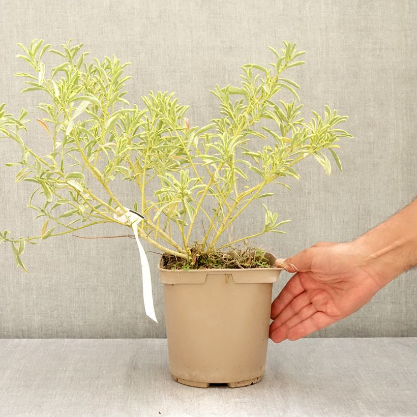 Eriostemon myoporoides GOLD TOUCH 3L/4L pot sample as delivered in summer