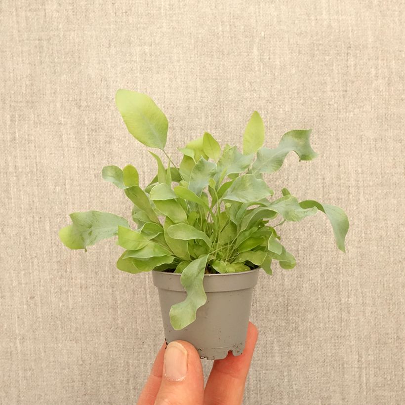 Phlebodium aureum Blue Star - Golden polypody mini plant sample as delivered in spring