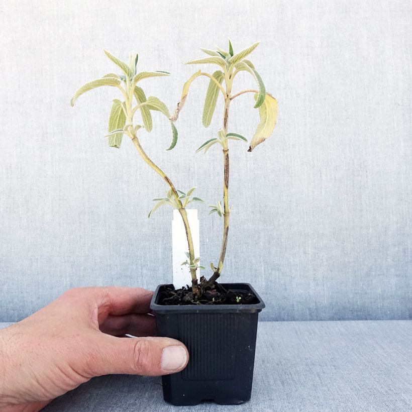 Phlomis bourgaei - Jerusalem Sage 8/9 cm pot sample as delivered in spring