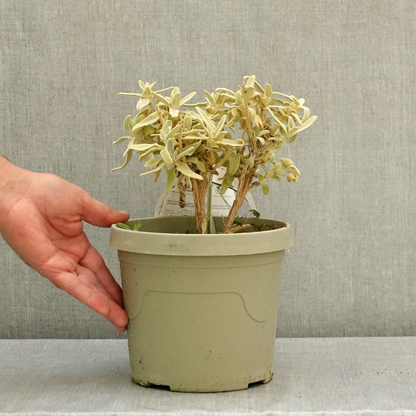 Phlomis Hill Phlo - Jerusalem sage 3L/4L pot sample as delivered in summer