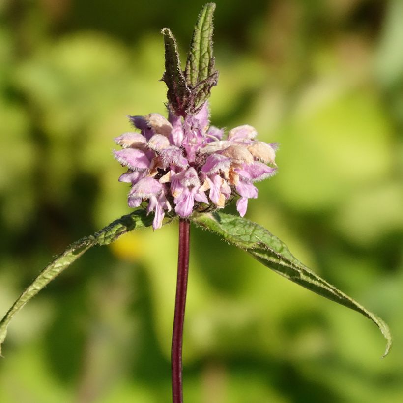 Phlomis tuberosa Amazone (Flowering)