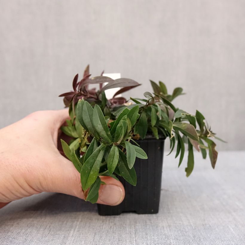 Phlox divaricata May Breeze 8/9 cm pot sample as delivered in winter