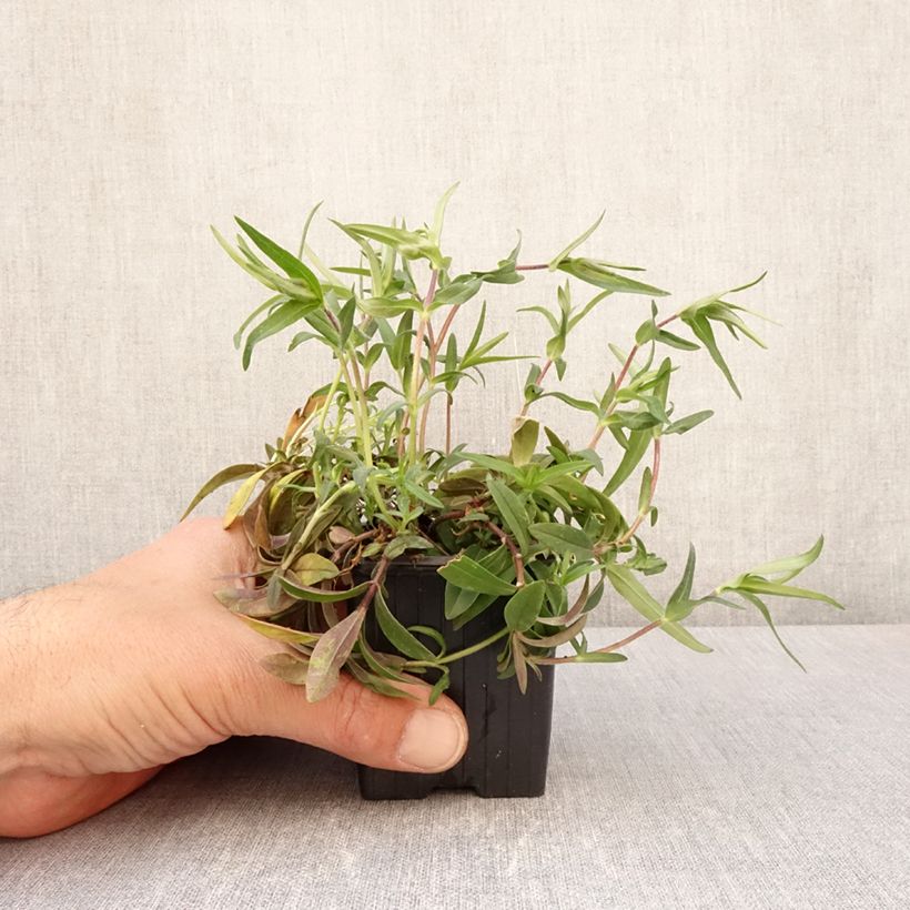 Phlox divaricata May Breeze 8/9 cm pot sample as delivered in spring