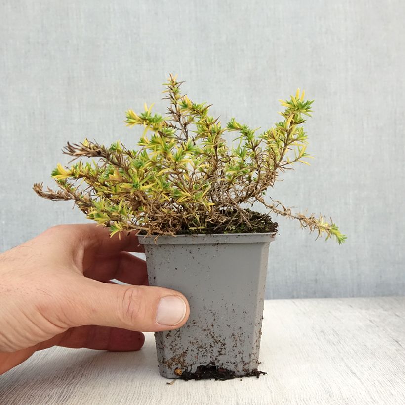 Phlox douglasii Lilac Cloud 8/9 cm pot sample as delivered in autumn