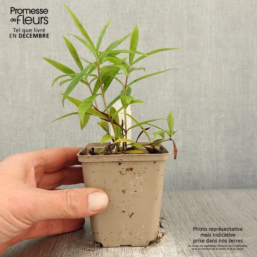 Phlox x paniculata 'Fashionably Early Crystal' 8/9 cm pot sample as delivered in autumn