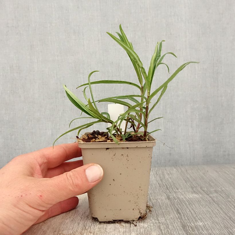 Phlox x paniculata 'Fashionably Early Crystal' 8/9 cm pot sample as delivered in spring