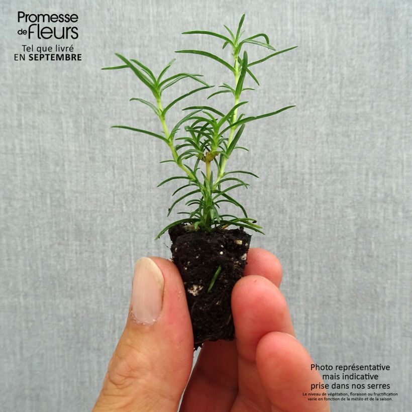 Phlox subulata Amazing Grace Plug plant 1.5/2.5 cm sample as delivered in autumn